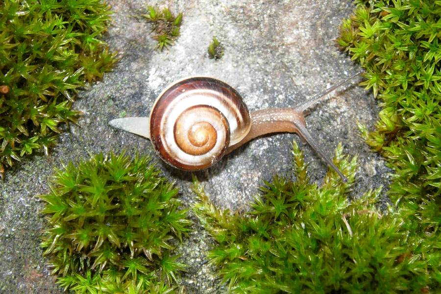 Chilostoma sp?